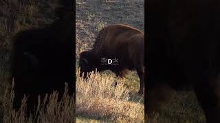 Largest Land Mammal in North America #quiz #quiztime #tourism #usa #usatourism #usatour #tourist