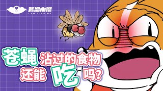 【小魔】你以为，苍蝇沾过的食物，还能放心大胆吃吗？#shorts