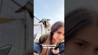 Baby goats climbing all over Elly! #babyanimals #cute #goatpower #babyfarmanimals