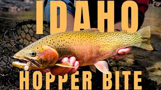 A summer lived one cast at a time | Fly fishing Idaho’s wild trout country