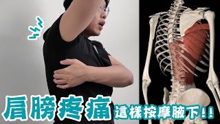 舉手肩膀痛，其實是腋下肌群出問題？！闊背肌、前鋸肌如何影響你的肩關節？？