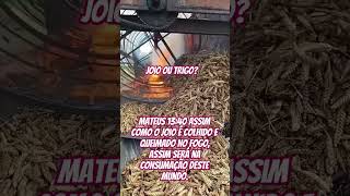 Joio Ou Trigo? Assim como o joio é colhido e queimado no fogo, assim será na consumação deste mundo.