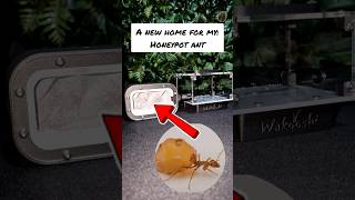 My honeypot ants! (New setup)