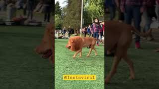Dog convert into a lion 🤣 wtf? | Instaviral | #instaviral #viral