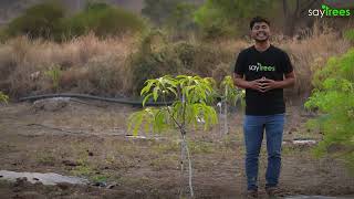 How to Prune Trees the Right Way | Boost Growth & Health 🌳