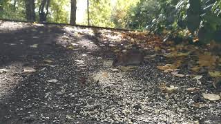 Water Rat in the Autumn Sun.