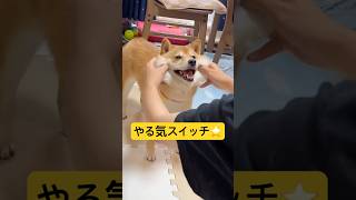 やる気スイッチの入れ方⭐️#柴犬 #豆柴 #shibainu #犬 #犬のいる暮らし