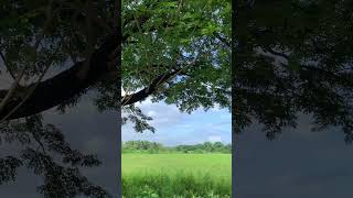 #what a wonderful world #fields #peace #philippines
