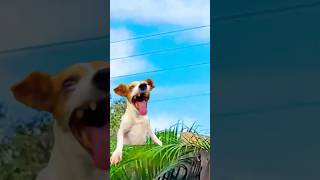 Squirrel Moon Rocket - "Laughing Dog"