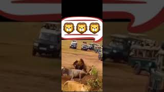 Amazing lion Hunt 😱😱 || #shorts #lionhunt #hunting