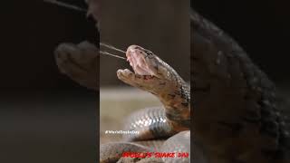 World's snake day 🐍 #snakeworld #worldsnakeday #cobrakingdom #harharmahadev #blackmamba