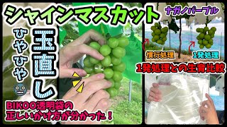 [🍇Grapes] How to straighten Shine Muscat grapes. Comparison of growth with a single treatment of ...
