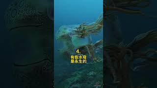 五種 水母的冷知識 🤯 #科普 #知識 #動物 #tiktokanimals