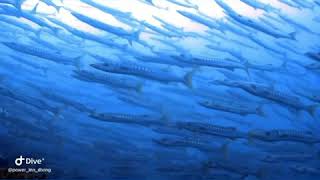 Power-inn diving 泡影潛水 南方四島-強流下的梭魚群 Barracuda