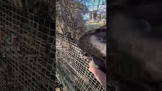 【手掴み】野生のタカをワシ掴みして観察してみた