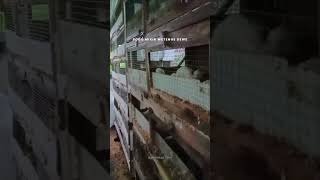 see the condition of the white rat farm #farm #mouse #mousefarm #mice #rat #rattusnorvegicus #shorts