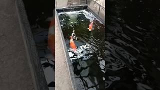 DIY KOI POND Koi Fish #backyardpond #koi #pondpump #fish #fishkeepinghobby