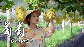 「一席一果」葡萄——树藤上一串串的甜蜜宝石【滇西小哥】