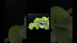 Green bean #gtp #aru #biak #greentreepython #python #pythons #snake #snakes #snek #reptile