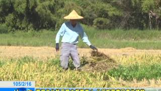 轉契作休耕受理申報期截止 公所呼籲農民盡快補辦