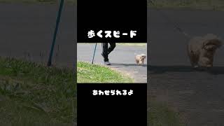 介助犬#犬のいる暮らし #脳出血後遺症 #dog