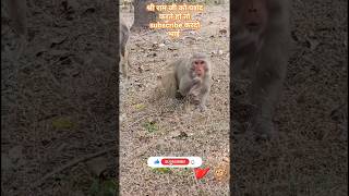 viral shorts video 🐒🚩@mtdlogs#shortvideo #yuotubeshorts #ramshorts