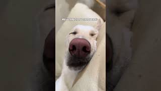 #petlife #dog