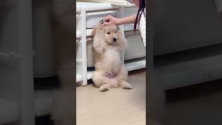 #dog #dogsofinstagram #dogs #dogstagram #doglover #dogoftheday #doglife #doglovers #doggy