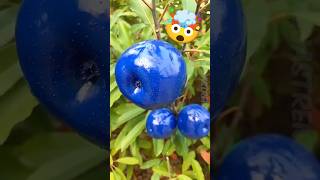 Top 5 Most Dangerous Fruits on Earth – #1 Can Literally Kill You!