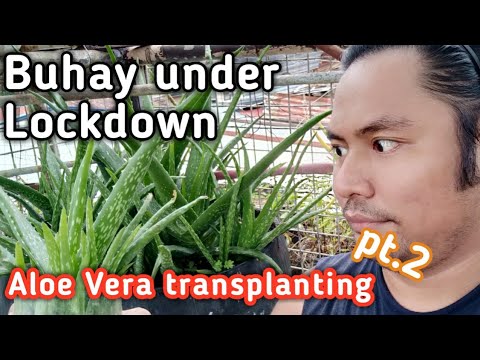Buhay under Lockdown || Aloe Vera transplant pt.2 || July 28, 2020