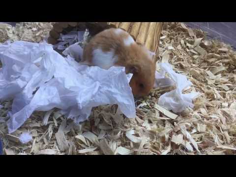 Fluffy the Hamster Searches For Seeds!!