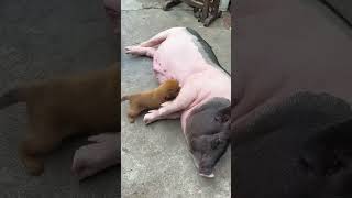 Filhote de cachorro e porco  Um momento lindo #0011   #shorts