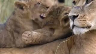 Lion family and their way of life, feeding in the jungle, cute little ones, lion cubs🐈🥰