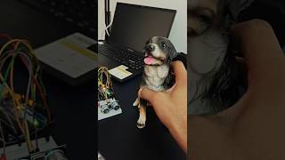 Dog vs Autonomous Security System! Sensor Triggers Buzzer & LED | Fun Reaction #dog #vs  #security