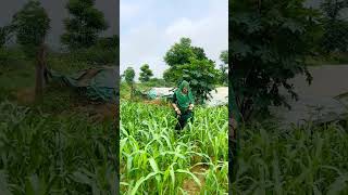 rajsthanisong#new#marwadi#trendingshorts#youtubeshorts#djremix#subscrib#alltime#dj #shorts#yt#viral
