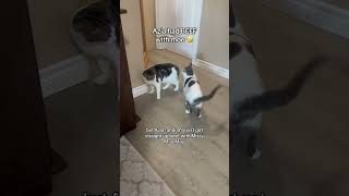 Azia crazy lately 😅 #cats #petsrule #funnypets #funny