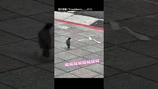 【有夠可愛😍】小鳥大秀彈跳力！ 垃圾飛來 完美閃避超Q｜鳥｜可愛｜萌｜白尾八哥