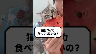 Q：猫はスイカ食べてもいい？ #猫 #猫動画 #ねこ