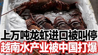 上万吨龙虾进口被叫停，越南水产业被中国打爆