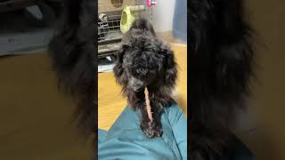 百獣の王獅子丸♂りんごの木