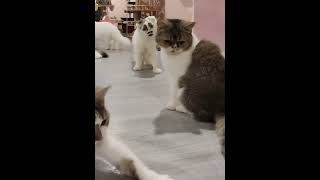 一脸问号？#墨公子猫 #满屏幕的小猫咪啊 #龙图猫