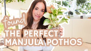 finally found the ✨perfect✨manjula pothos | repot + adding to a moss pole