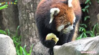 【小熊猫晞晞】一只心不在焉吃苹果的小熊猫