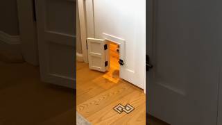 Re-sharing the Lego room doggie door because it's fun and cute 😉#cute #cuteanimals #customdoor