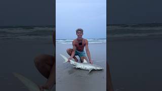 Nice beach shark on spinning gear!! #shark #sharkfishing #bankfishing #beachfishing #shorts