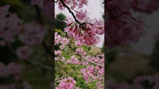 嘉義阿里山櫻花季🌸　#taiwan #桜｜汪喵WangMiao