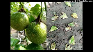 【百香果】2021.07.19-百香果開花很多，結果率差，果實變形，開花後花容易乾掉原因(附圖)