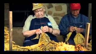 Harvesting and selling tobacco