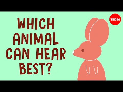 These animals can hear everything - Jakob Christensen-Dalsgaard