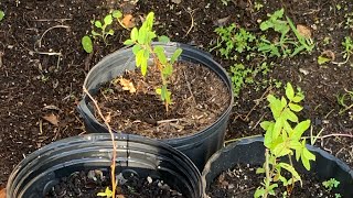 Grow Jujube tree from seed 2024